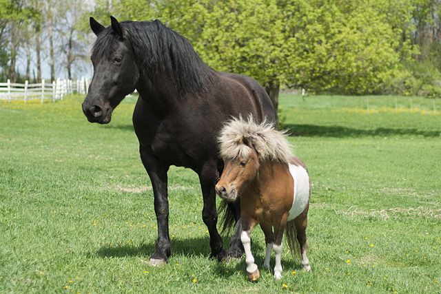 big-horse-and-little-horse.jpg