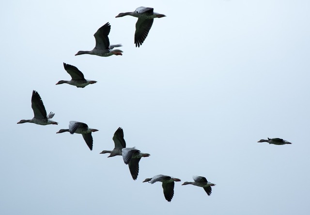birds-in-formation.jpg